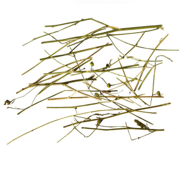 Buy Arivalmanai Poondu (Country Mallow) - Natural Herbal Remedy for Stamina & Asthma from DrMediCart, Ship from India to USA