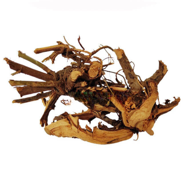 Buy Kodiveli Ver (Leadwort Root / Plumbago zeylanica) - 100% Pure & Organic from DrMediCart, Ship from India to USA