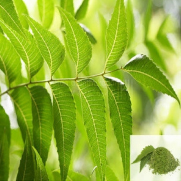 Buy Veppalai (Dried Neem Leaves) - Herbal Remedy for Skin, Hair & Immunity from DrMediCart, Ship from India to USA