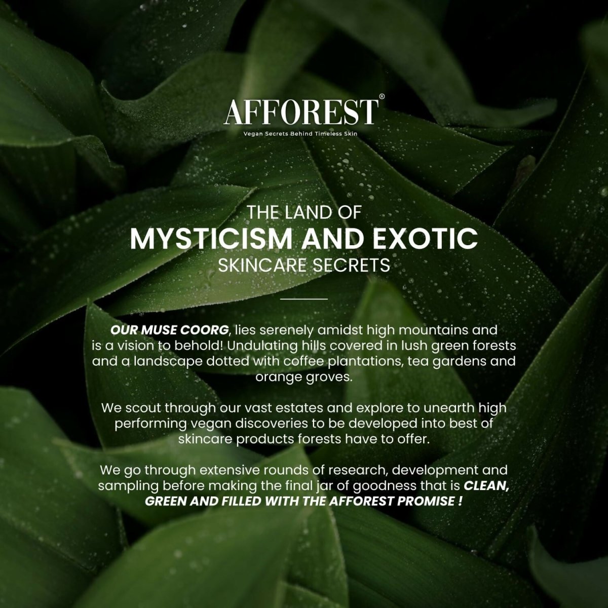 Afforest Green Coffee Whipped Clay Mask