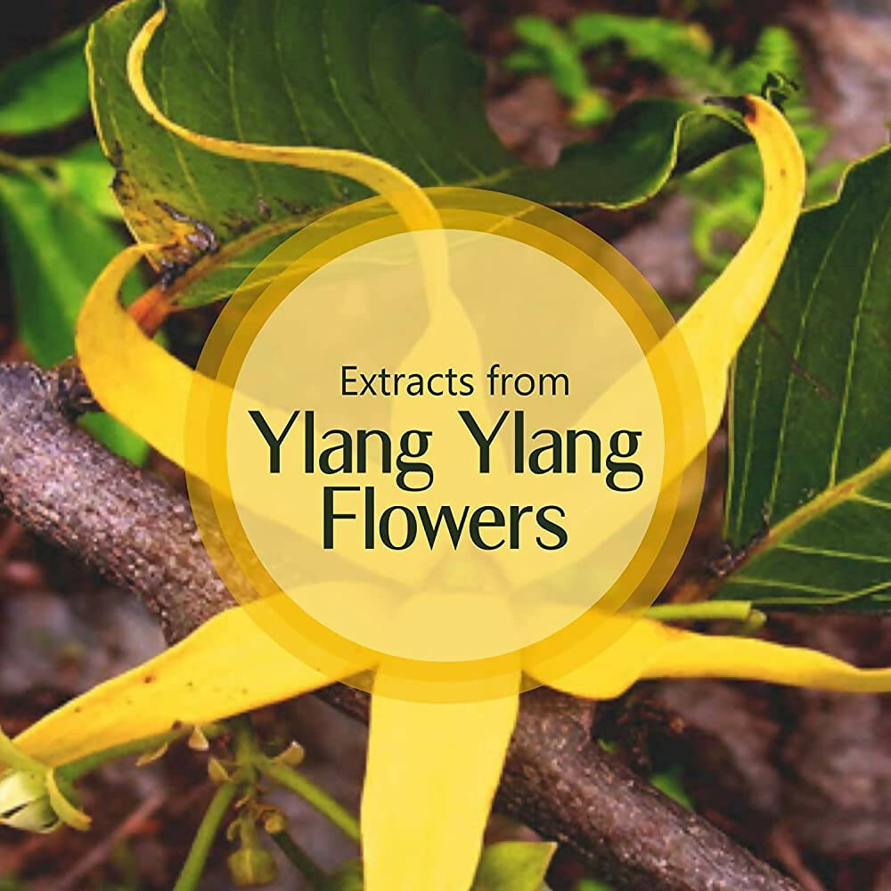 Old Tree Ylang Ylang Essential Oil