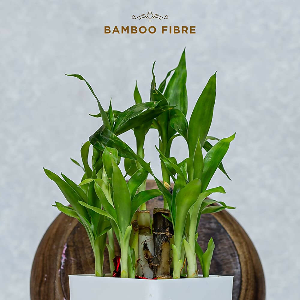 Pee Safe Organic Cotton Biodegradable Sanitary Pads-Quarterly Pack