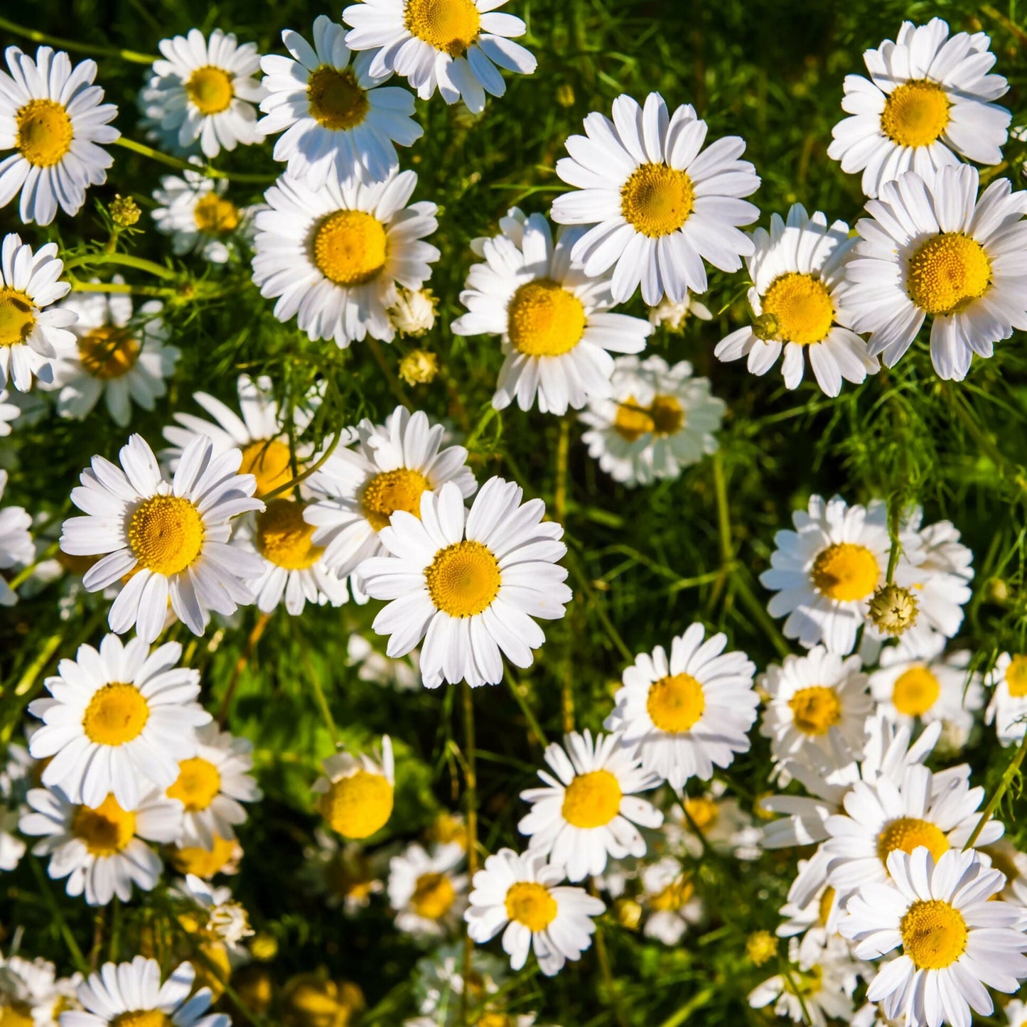 Oilcure Camomile Flower Powder