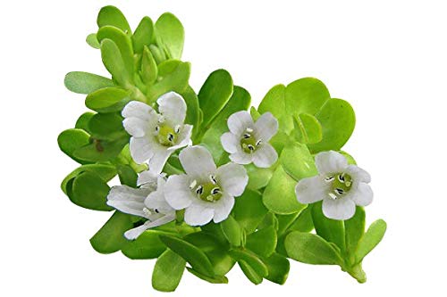 Luxura Sciences Organic Brahmi Oil for Hair Growth - DrMediCart