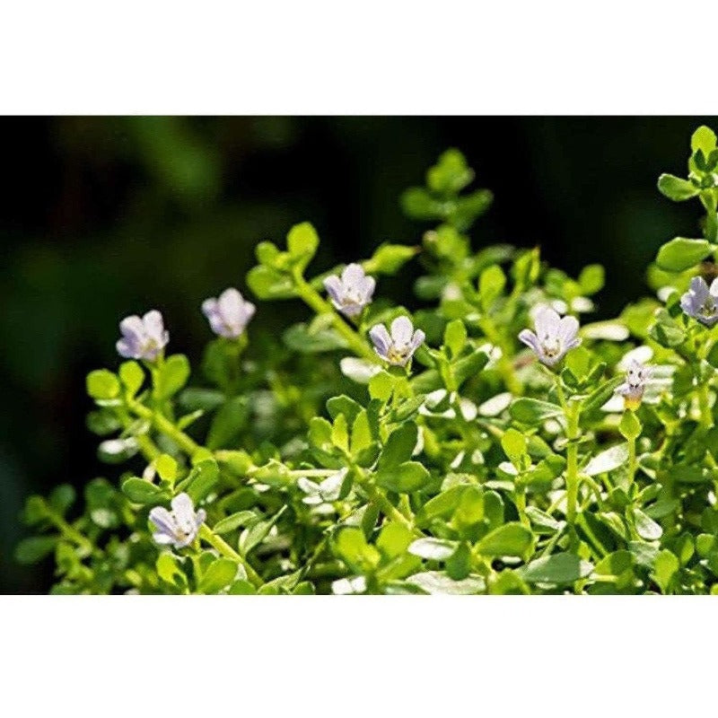 Mesmara Herbal Brahmi Powder 100g