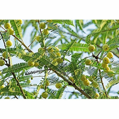 Mesmara Herbal Amla Powder 125 g