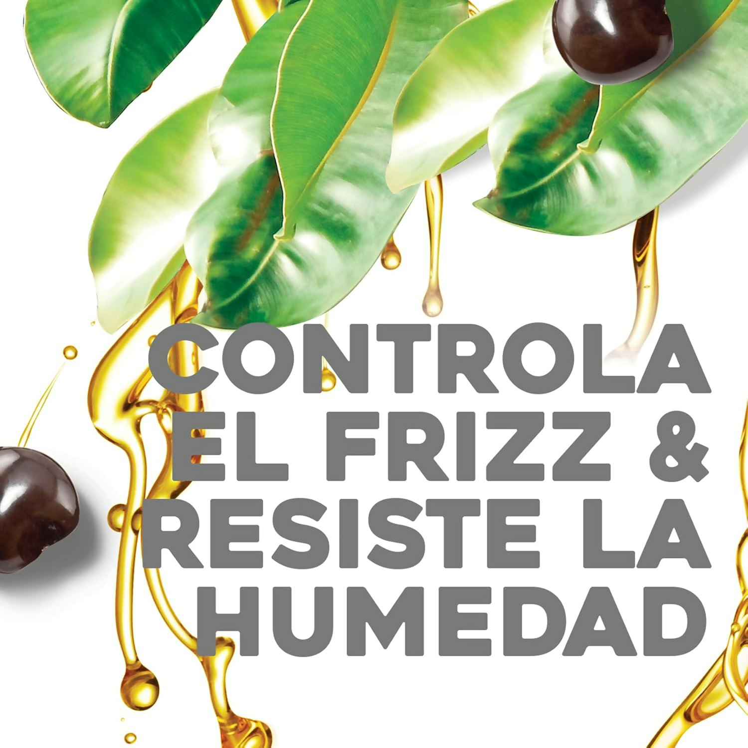 OGX Kukui Oil Shampoo Hydrate Plus Defrizz