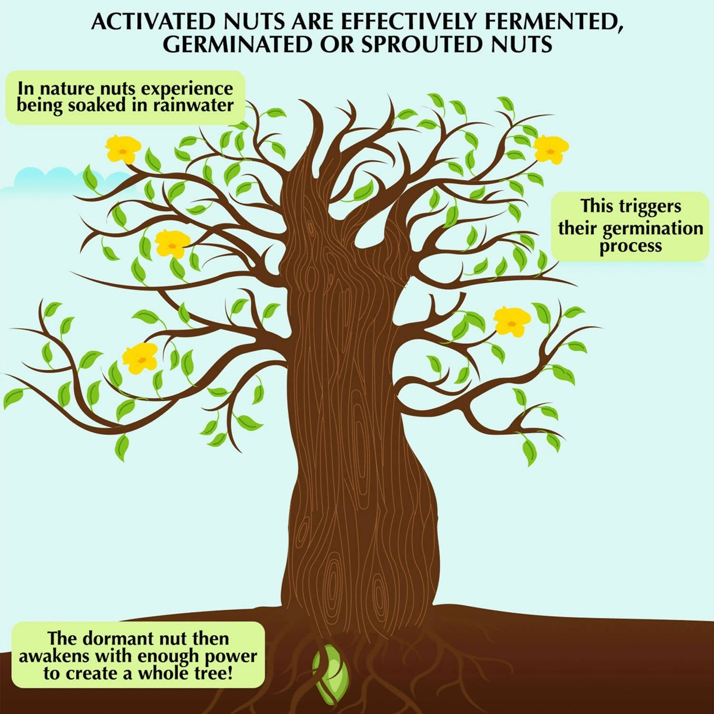 D-Alive Honestly Organic Activated Cashews - Drmedicart