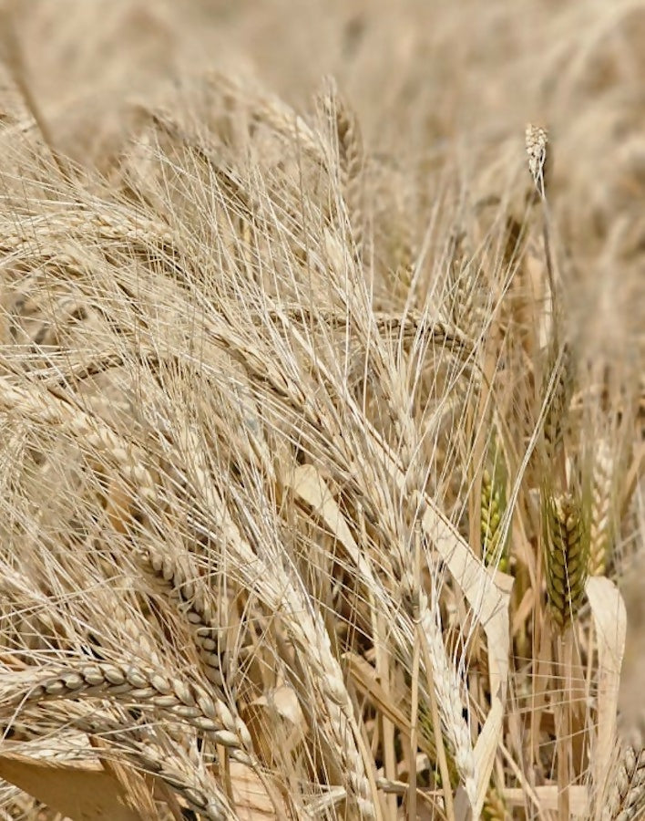 Hetha Khapli Whole Wheat Flour (Atta)