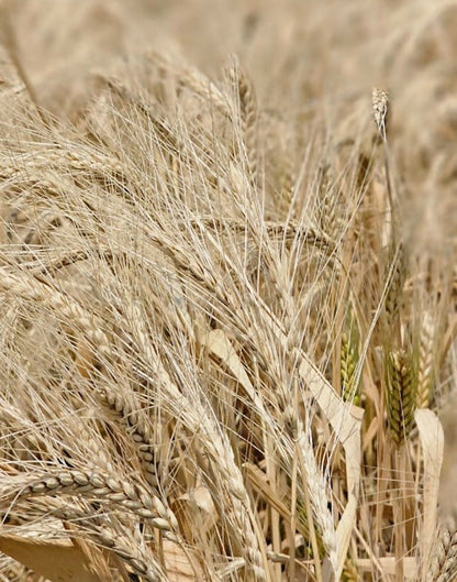 Hetha Khapli Whole Wheat Flour (Atta)