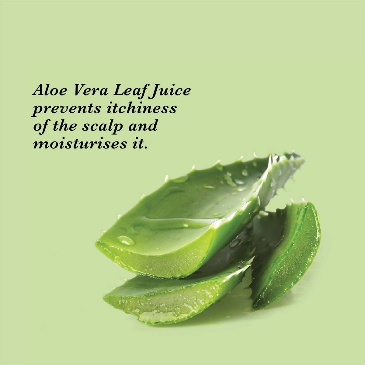 True Frog Anti Dandruff Shampoo - Drmedicart