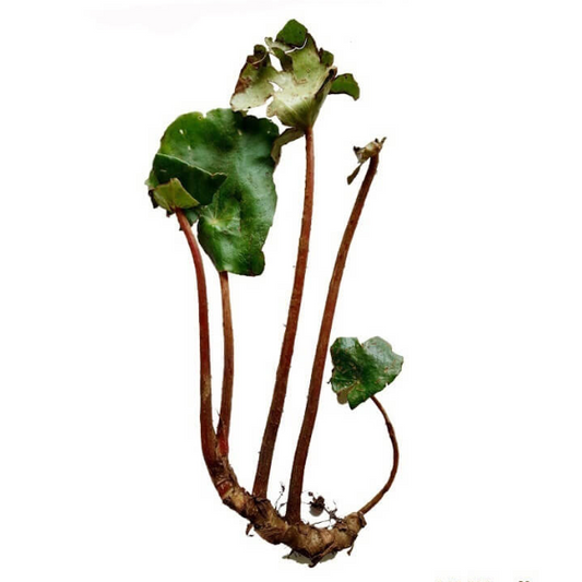 Buy Kal Thamarai (Kumarika Leaves Dried)  -  100% Organic Smilax Ovalifolia from DrMediCart, Ship from India to USA