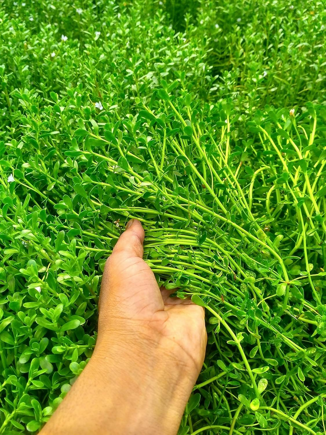 Carmel Organics Bacopa Monnieri Powder