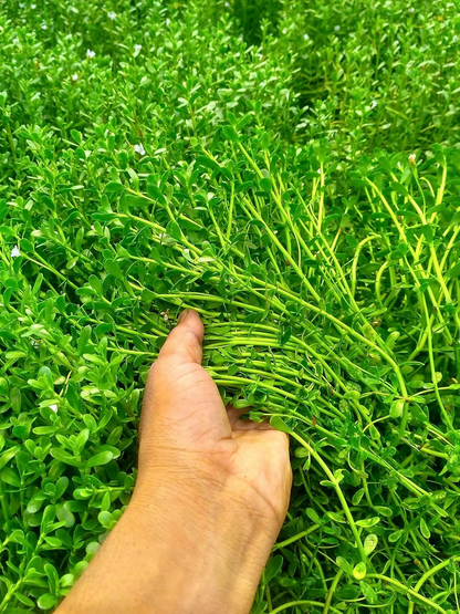 Carmel Organics Bacopa Monnieri Powder