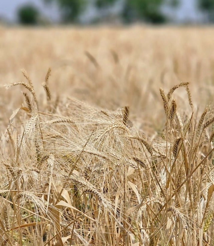 Hetha Khapli Whole Wheat Grains - Certified Organic by ECOCERT