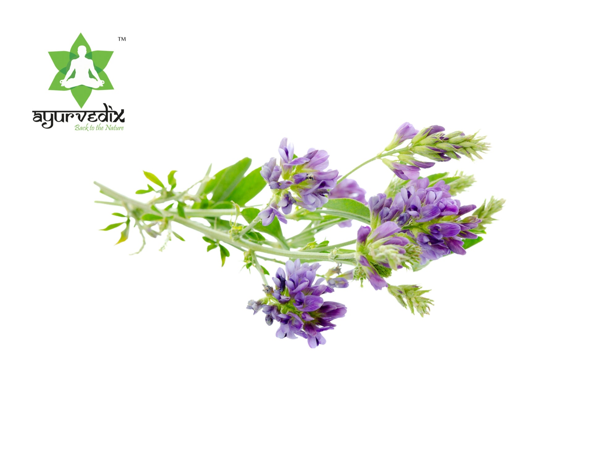 Ayurvedix Organic Alfalfa Powder