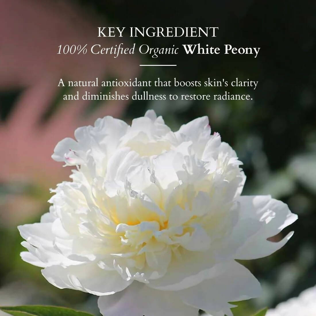 Lotus Organics+ Brightening De-Tan Scrub