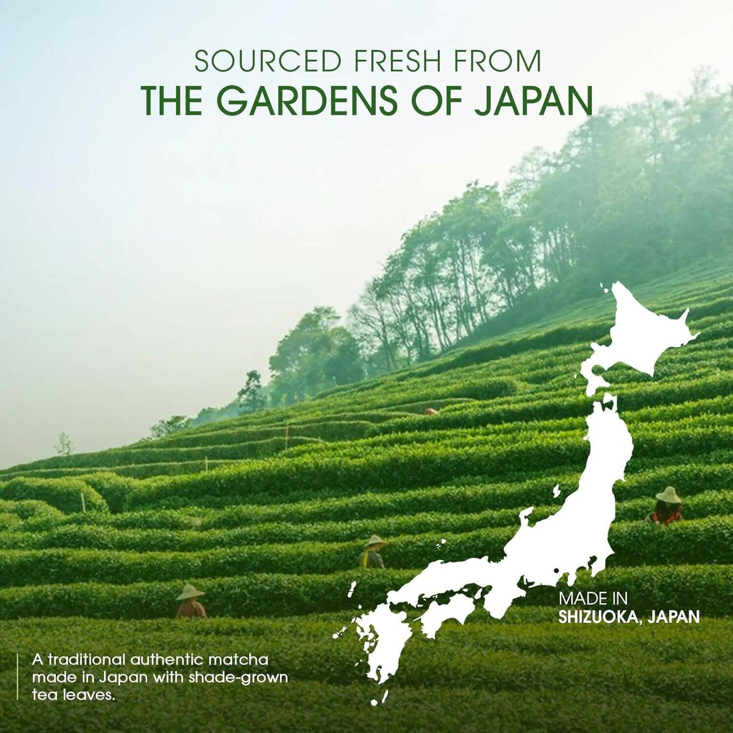 Teabox Pure Matcha Green Tea Powder