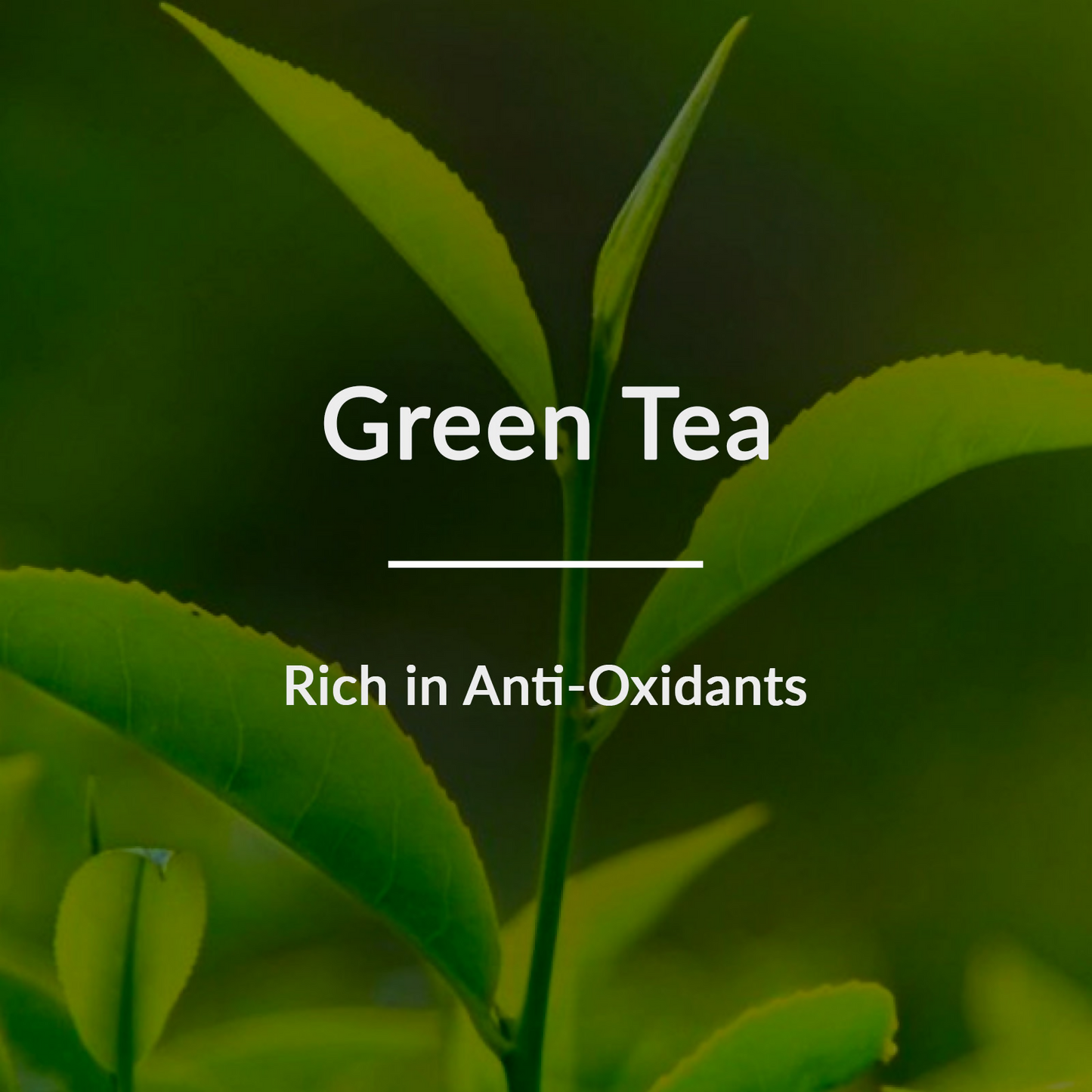Lotus Botanicals Natural Green Tea Hydradetox Glow Boosting Day Cream Spf 20