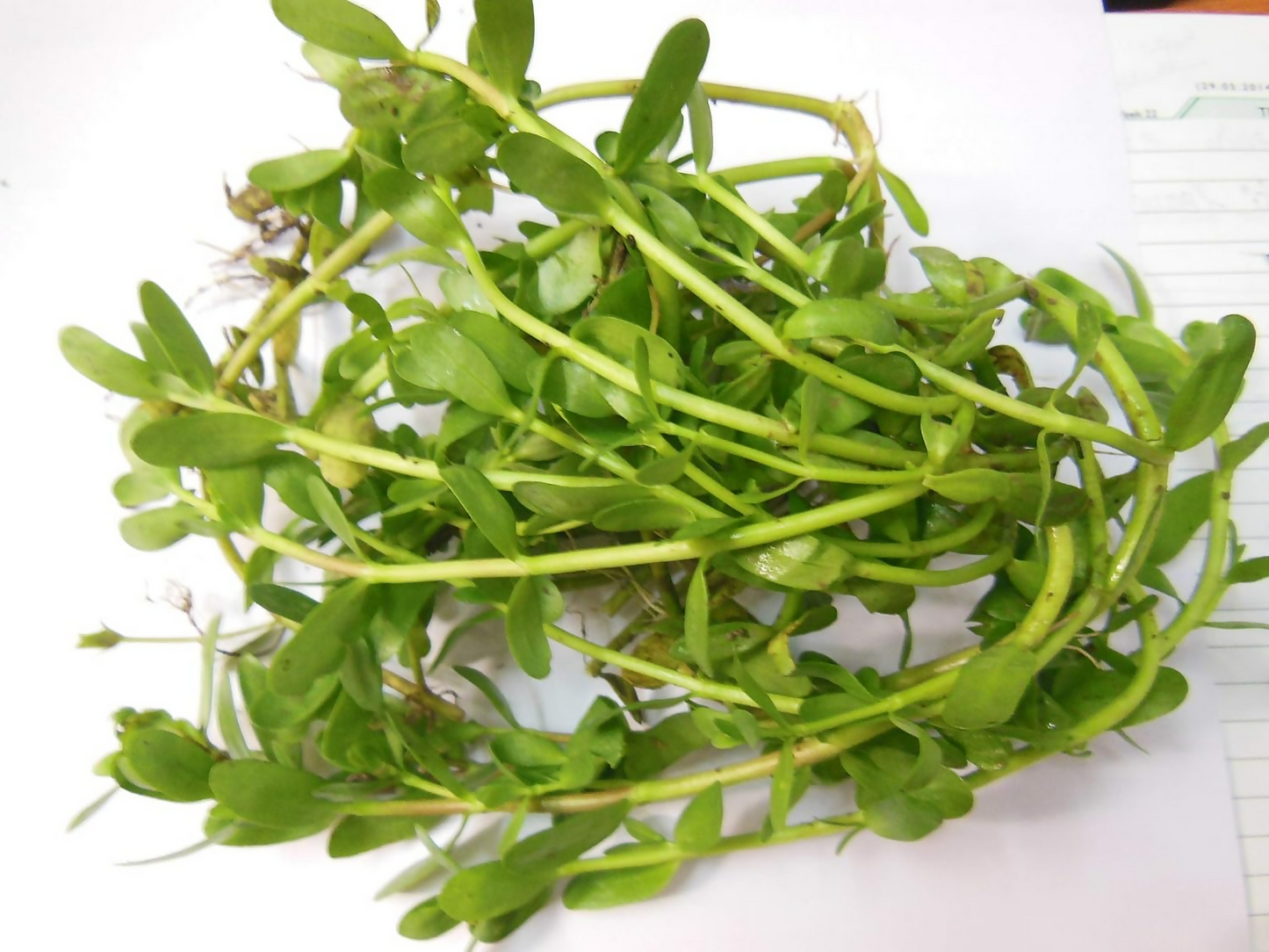 Carmel Organics Bacopa Monnieri Powder