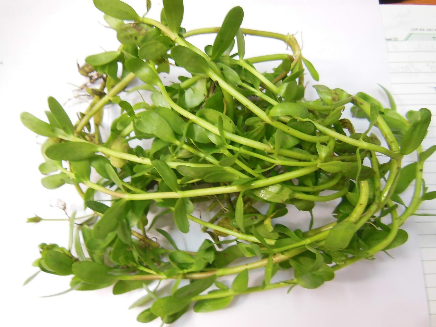 Carmel Organics Bacopa Monnieri Powder