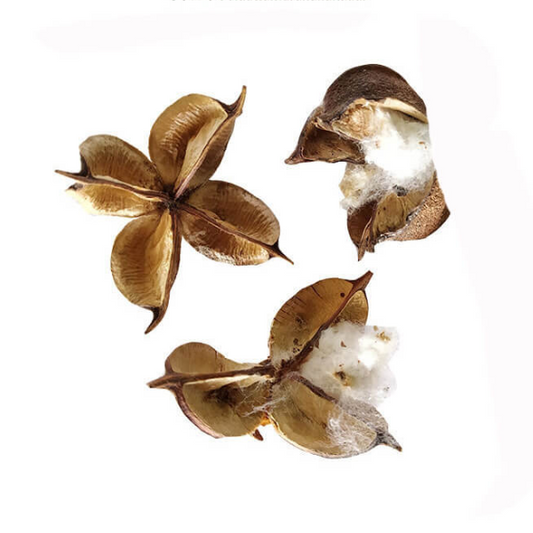 Buy Paruthi Koodu (Common Cotton)  -  Natural Herbal Remedy for Wounds, Dental & Ear Health from DrMediCart, Ship from India to USA
