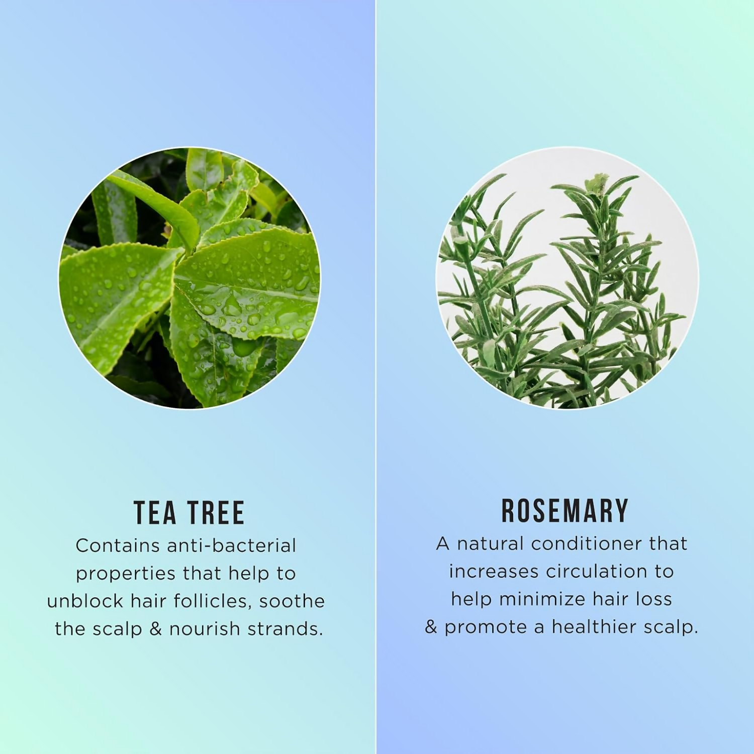 Buy HASK Tea Tree Oil & Rosemary Invigorating Shampoo And Conditioner from DrMediCart, Ship from India to USA