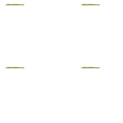 SBL Homeopathy Belladonna Dilution