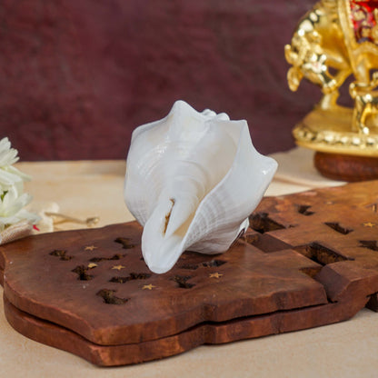 Sri Rudra Blowing Shank Big (SR 03095)