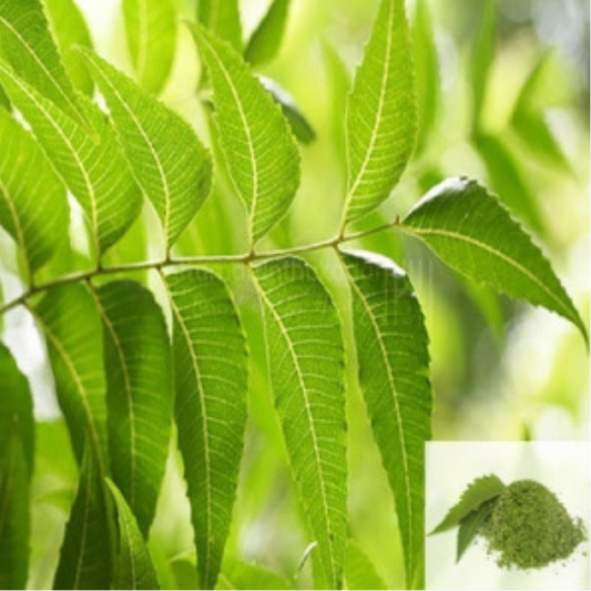 Buy Veppalai (Dried Neem Leaves)  -  Herbal Remedy for Skin, Hair & Immunity from DrMediCart, Ship from India to USA