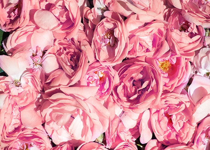 Wow Skin Science Rose Otto Essential Oil - Drmedicart