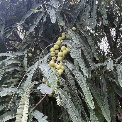 Two Brothers Organic Farms Amlaprash