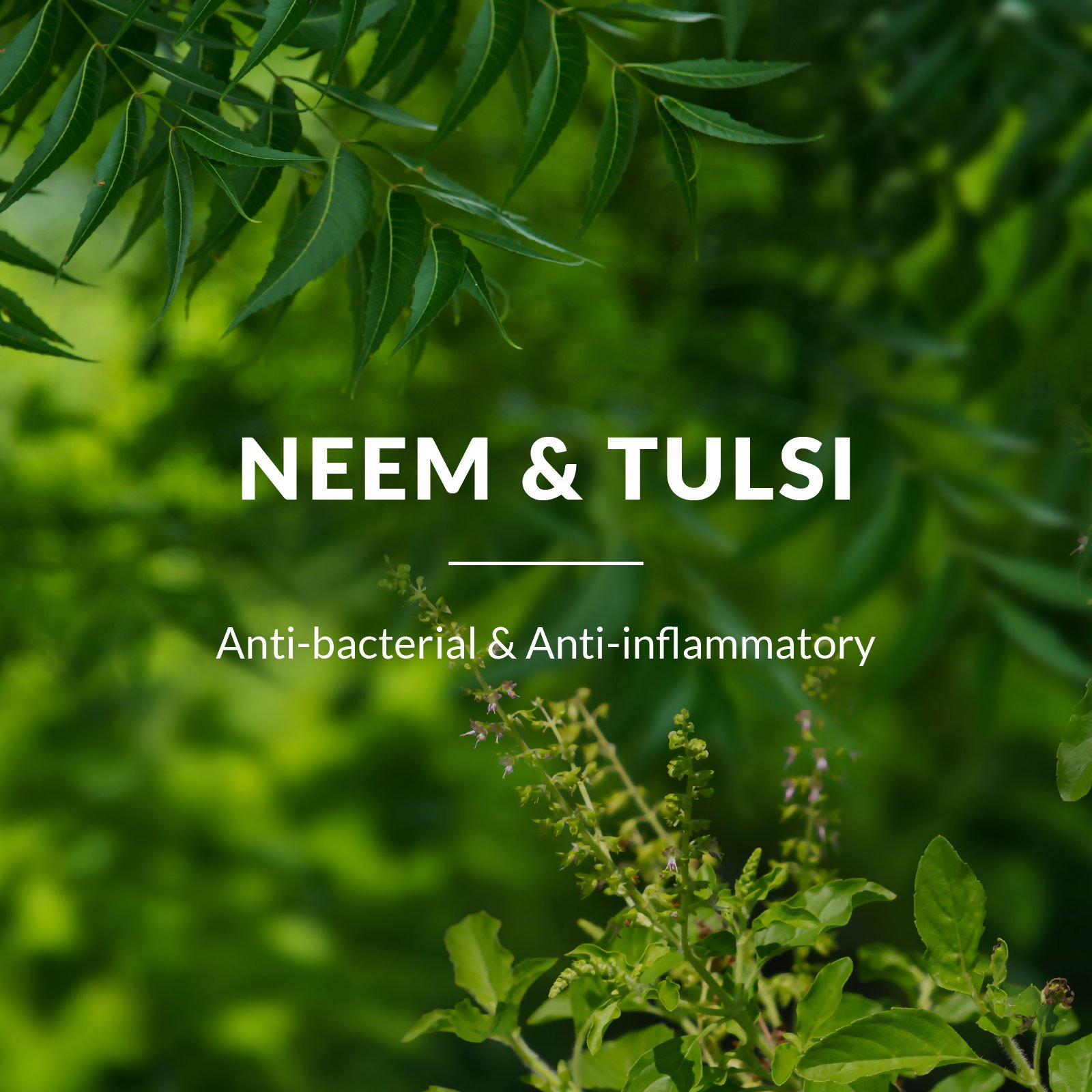 Lotus Botanicals Neem, Tulsi & Salicylic Acid Gentle Foaming Face Wash