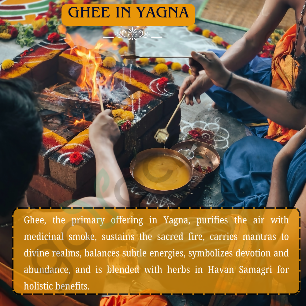 Tatsat Full Moon Day Ghee From Forest Gazing Amruth Mahal A2 Cows | Indian Hallikar Cow Ghee, Pure A2 Ghee, Natural & Healthy, Non-GMO