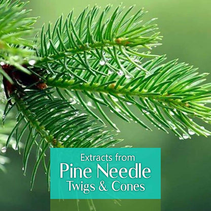 Old Tree 100% Pure Pine Needles Essential Oil