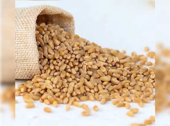 Adrish Sharbati Wheat