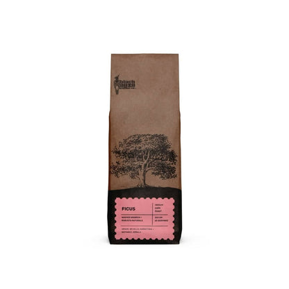 Buy Black Baza Coffee Ficus from DrMediCart