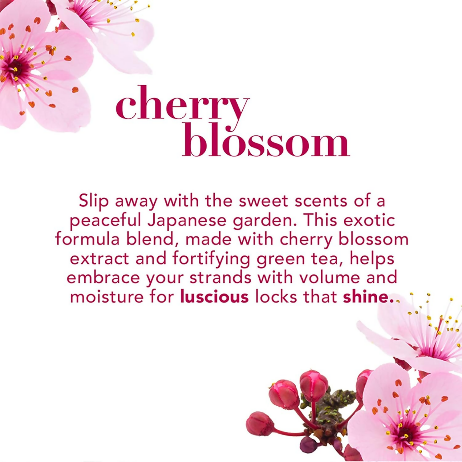 OGX Heavenly Hydration Cherry Blossom Shampoo