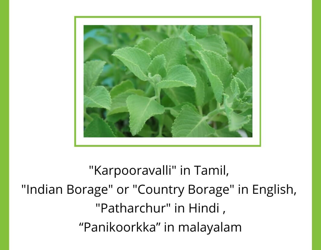 Satvi Wellness Karpooravalli Tea Bags | Natural Indian Borage| Panikoorkka dried | Onavalli | Patharchur