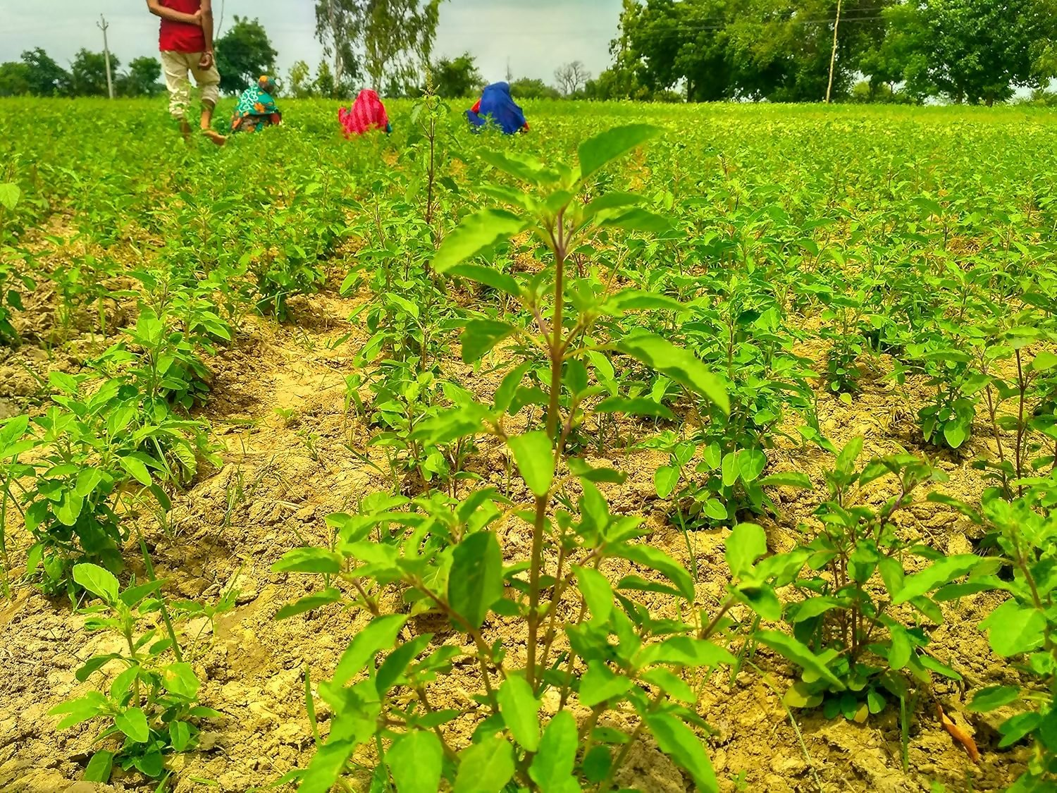 Carmel Organics Tulsi Leaves Powder