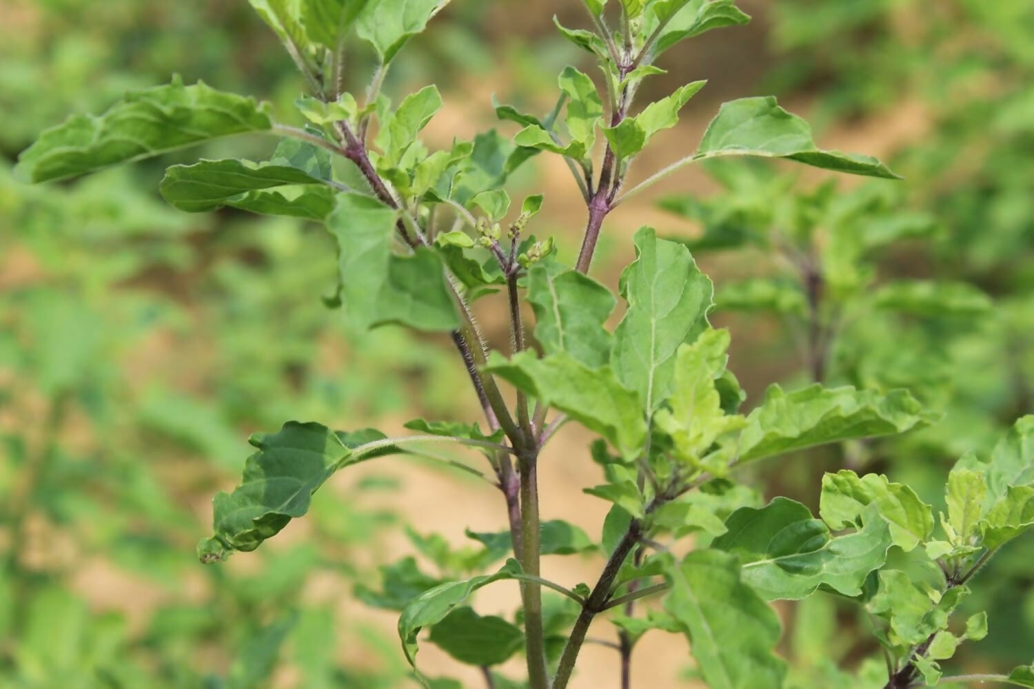 Carmel Organics Tulsi Leaves Powder