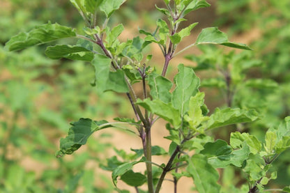 Carmel Organics Tulsi Leaves Powder