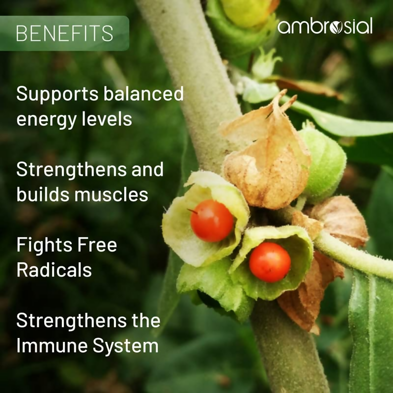 Ambrosial Ashwagandha Capsules