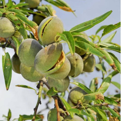 Freshon Almond Mamra - Imported