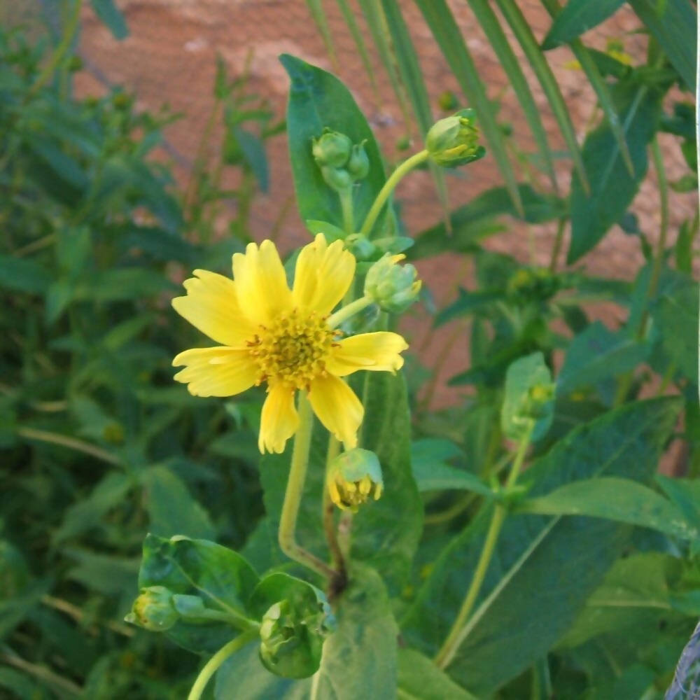 Freshon Niger Seeds / Uchellu