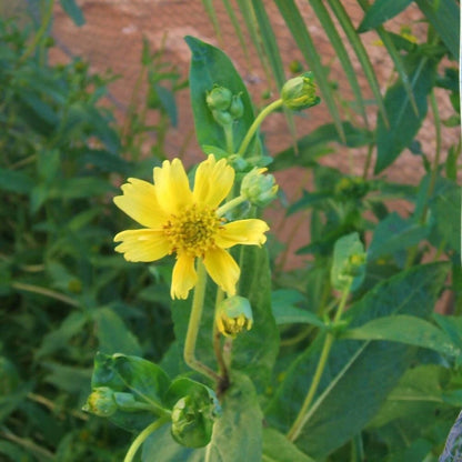 Freshon Niger Seeds / Uchellu