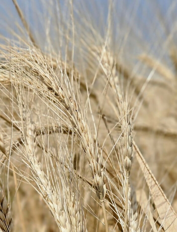 Hetha Khapli Multigrain Flour (Atta)