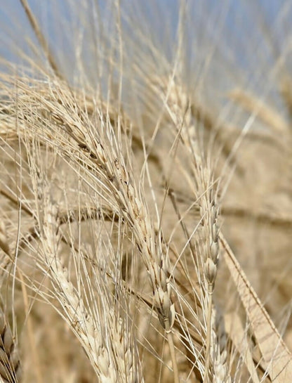 Hetha Khapli Multigrain Flour (Atta)