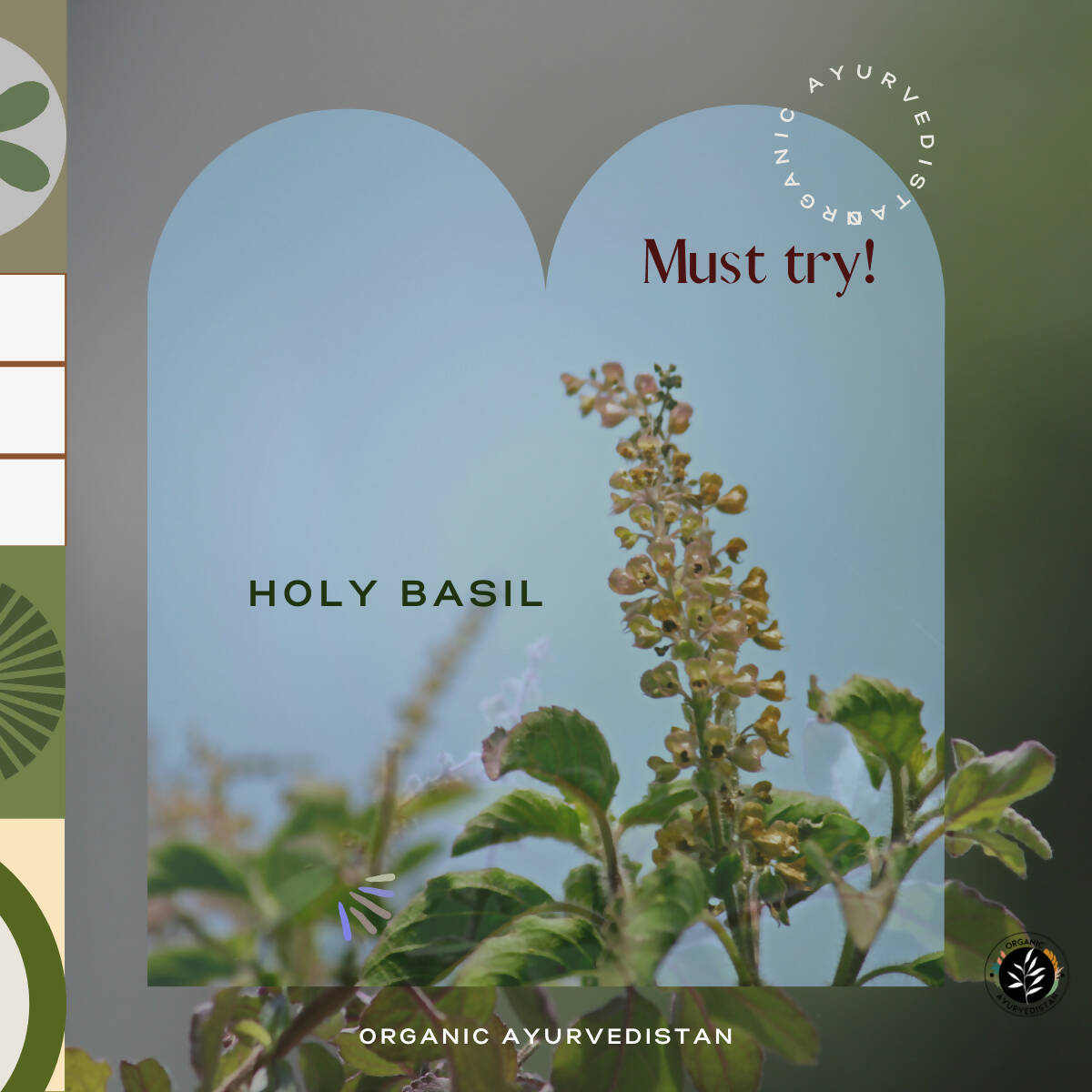 Organic AyurveBUDNEn Tulsi Powder