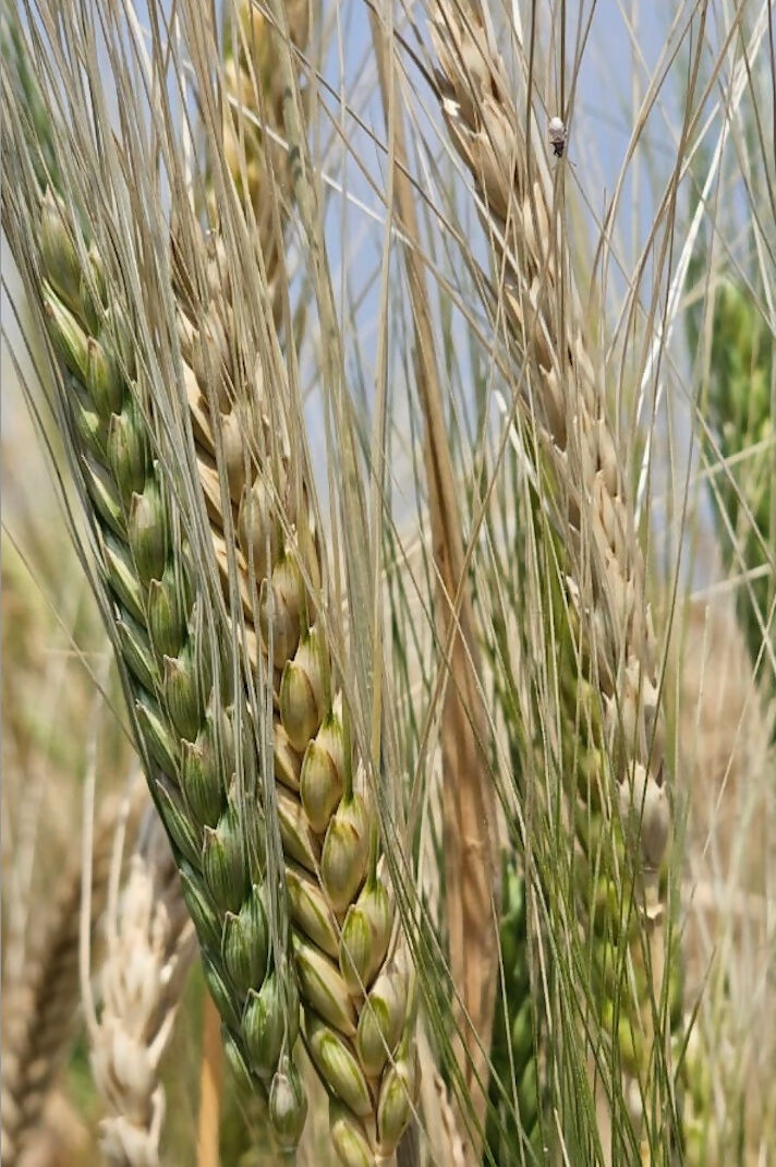 Hetha Khapli Whole Wheat Grains - Certified Organic by ECOCERT